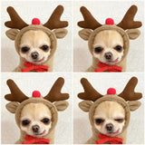 kept. The Fruit Hoodie — Fleece Hoodie for Small Dogs