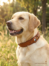 kept. The Field Collar — Top-Grain Leather Collar with Tracker Pocket (Dogs)