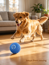 A dog chasing The Roll across a sunlit living room floor